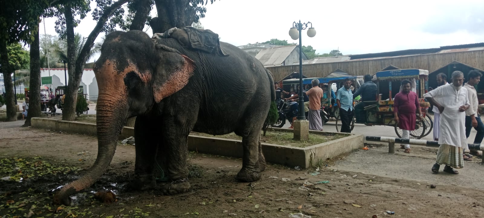 সদরপুরে হাতির সাথে ধাক্কা লেগে অটো রিকশা  উল্টে শিশু নিহত 